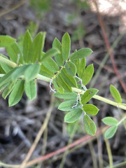 Indigofera poliotes