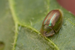 Cassida vittata