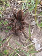 Acanthoscurria cordubensis