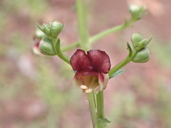 Scrophularia lucida
