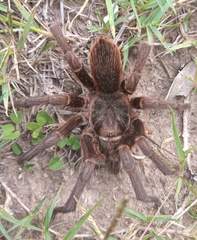 Acanthoscurria cordubensis