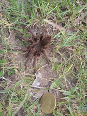 Acanthoscurria cordubensis