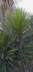 Yucca periculosa