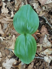 Platanthera orbiculata