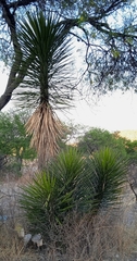 Yucca periculosa