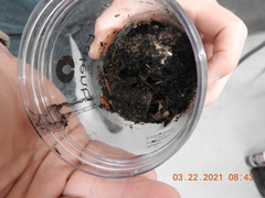 Parcoblatta americana