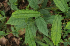 Smilax riparia