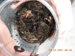 Parcoblatta americana