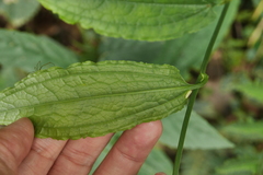 Smilax riparia
