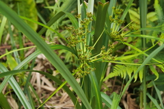 Scirpus ternatanus