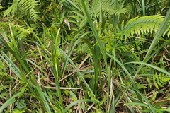 Scirpus ternatanus