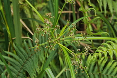 Scirpus ternatanus