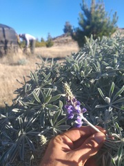 Lupinus niveus