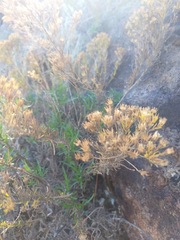 Deinandra frutescens