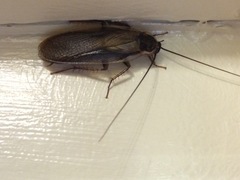 Parcoblatta pennsylvanica