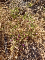 Fagonia laevis