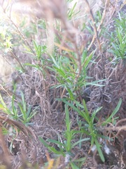 Deinandra frutescens