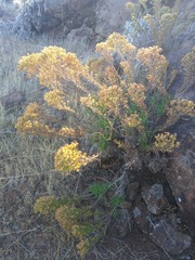 Deinandra frutescens