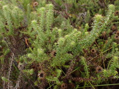 Cullumia setosa