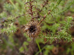 Cullumia setosa