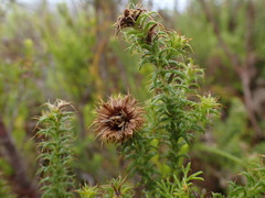 Cullumia setosa