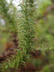 Cullumia setosa