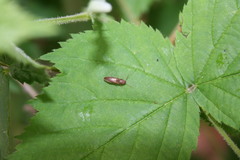 Dolerosomus silaceus