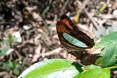 Adelpha thoasa