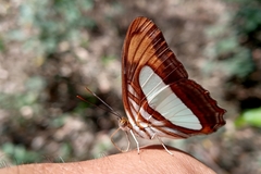 Adelpha thoasa