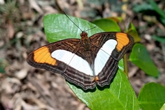 Adelpha thoasa