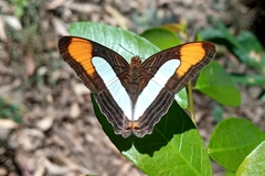 Adelpha thoasa