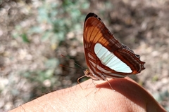 Adelpha thoasa