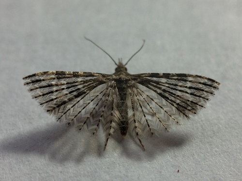 Montana Six-plume Moth photo 4