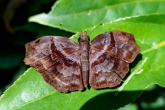Helias phalaenoides