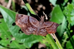 Helias phalaenoides