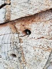 Osmia cornuta