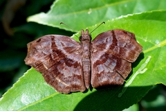Helias phalaenoides