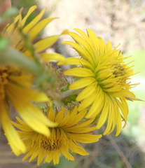 Berkheya rhapontica