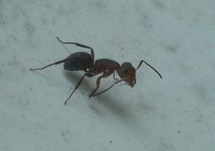 Camponotus rectangularis