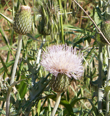 Cirsium ochrocentrum