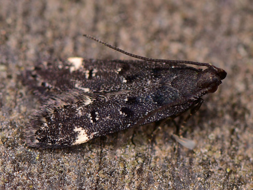 Acanthophila alacella (Zeller, 1839)