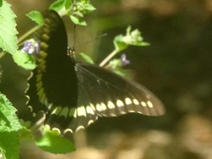 Battus polydamas polydamas