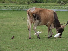 Bos indicus × taurus