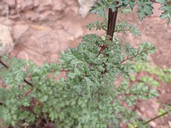 Scrophularia lucida