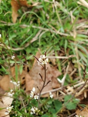 Cardamine parviflora