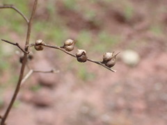 Scrophularia lucida