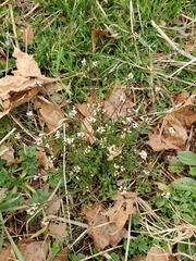 Cardamine parviflora