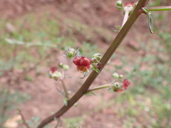 Scrophularia lucida