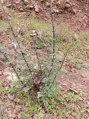 Scrophularia lucida