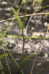 Disperis paludosa